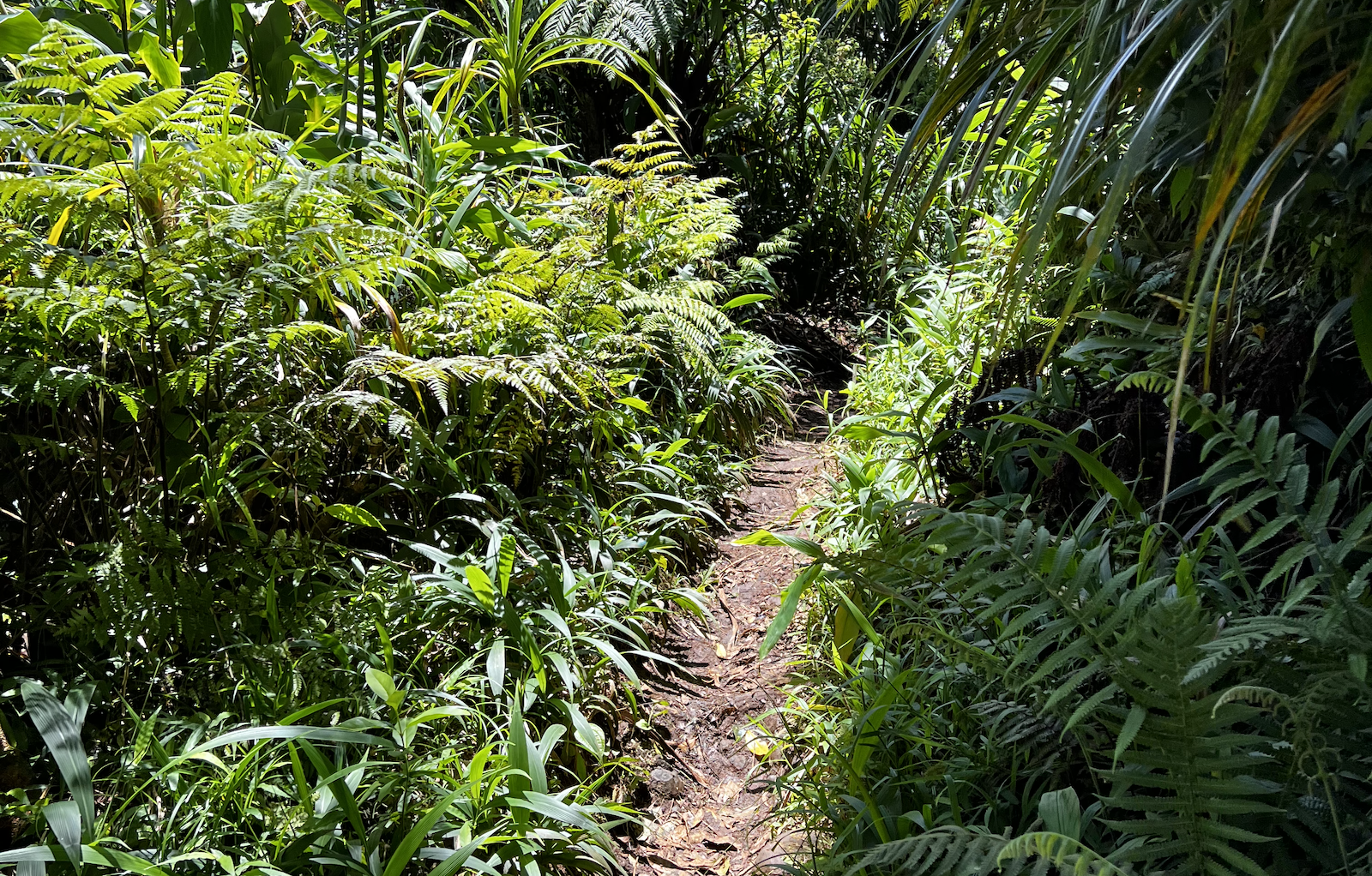 View of ocean with Angelica